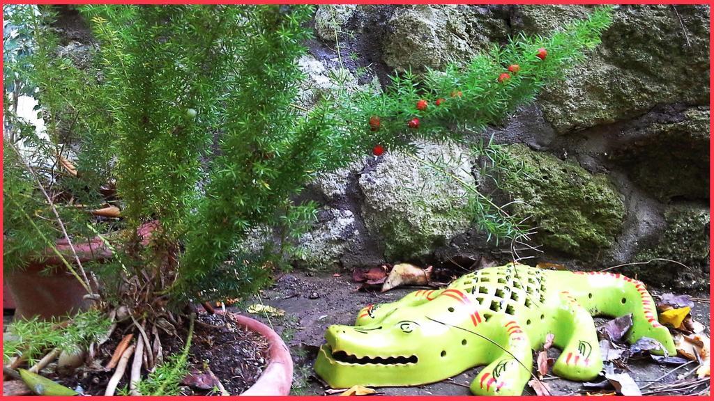 Forio di Ischia B&B La Salamandra Kitchengarden מראה חיצוני תמונה