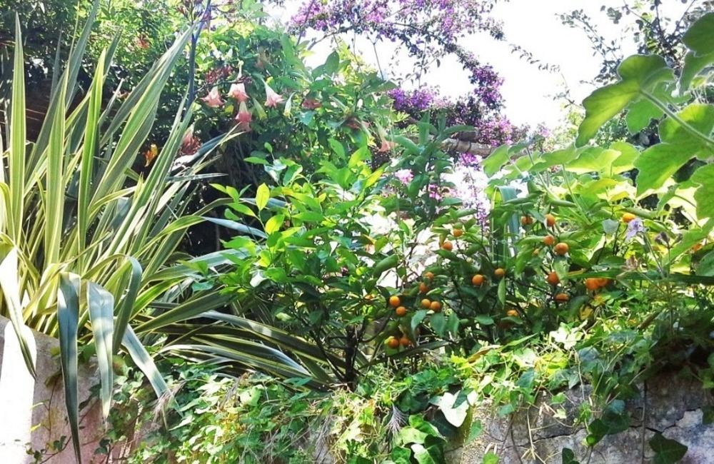 Forio di Ischia B&B La Salamandra Kitchengarden מראה חיצוני תמונה